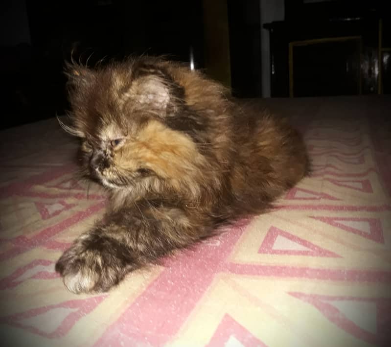 sail cat 4