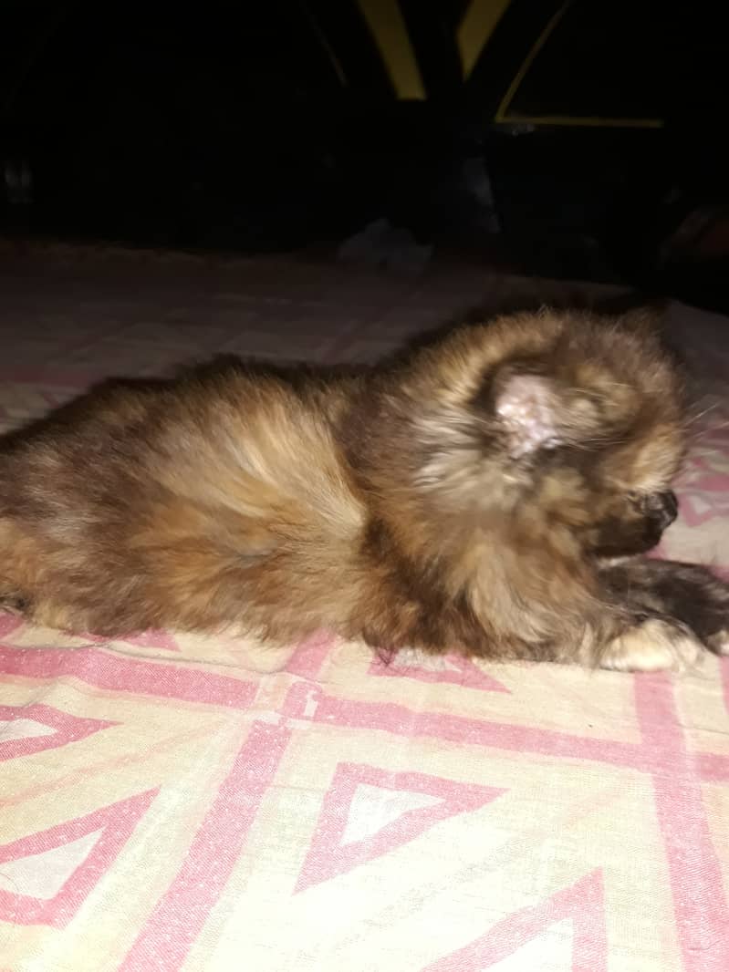sail cat 6