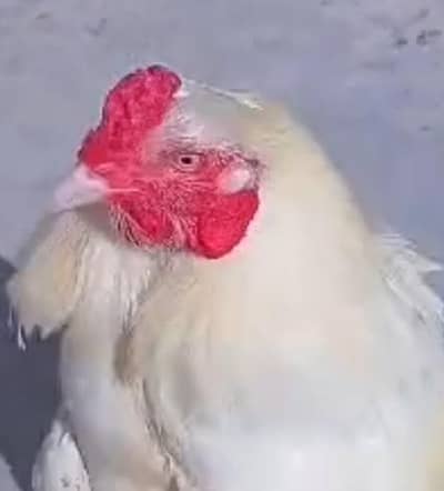 Heera Mianwali Punjab breeder20