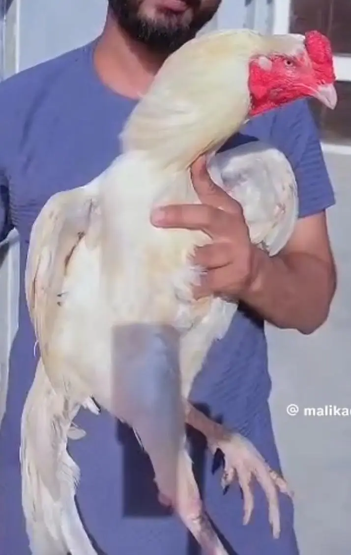 Heera Mianwali Punjab breeder20 — photo 3