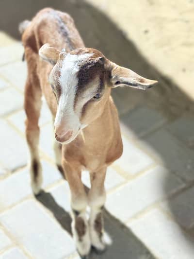 Teddy point bacha for sale