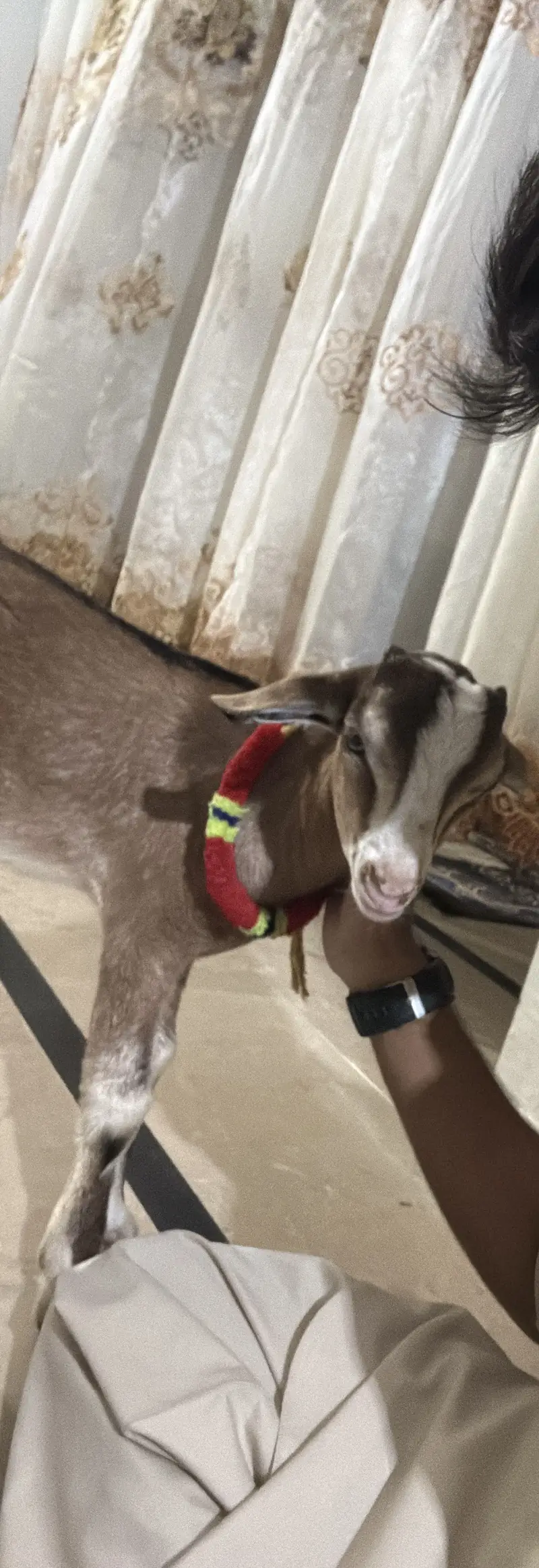 Teddy point bacha for sale — photo 2