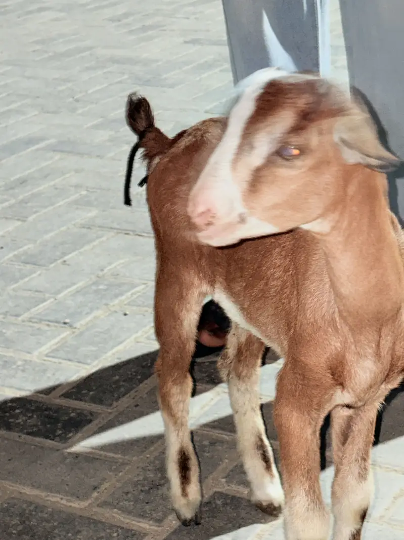 Teddy point bacha for sale — photo 3