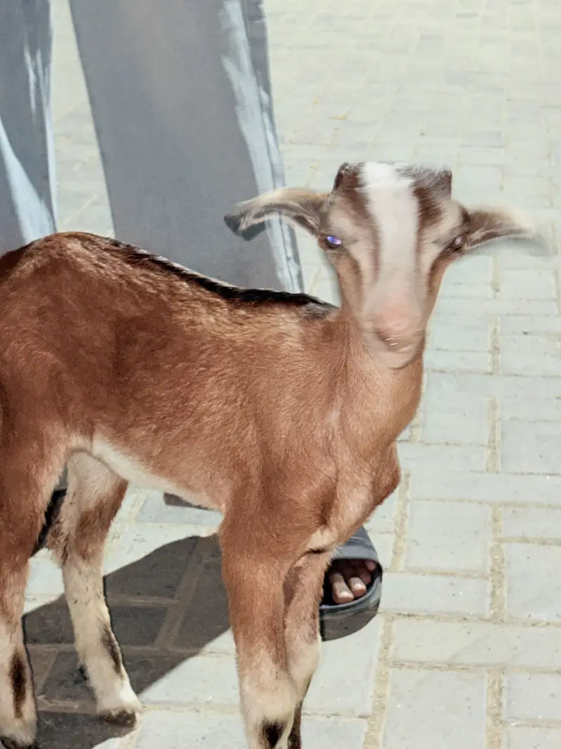 Teddy point bacha for sale — photo 4