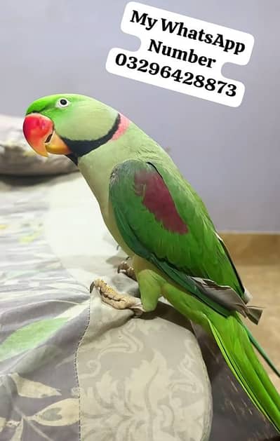 Kashmir Raw Paroot 8month age for sale