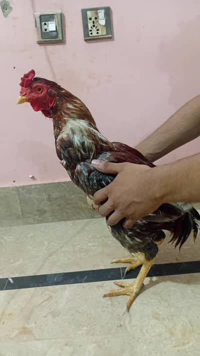Strong & Healthy Rooster for Sale – Rs. 4,500