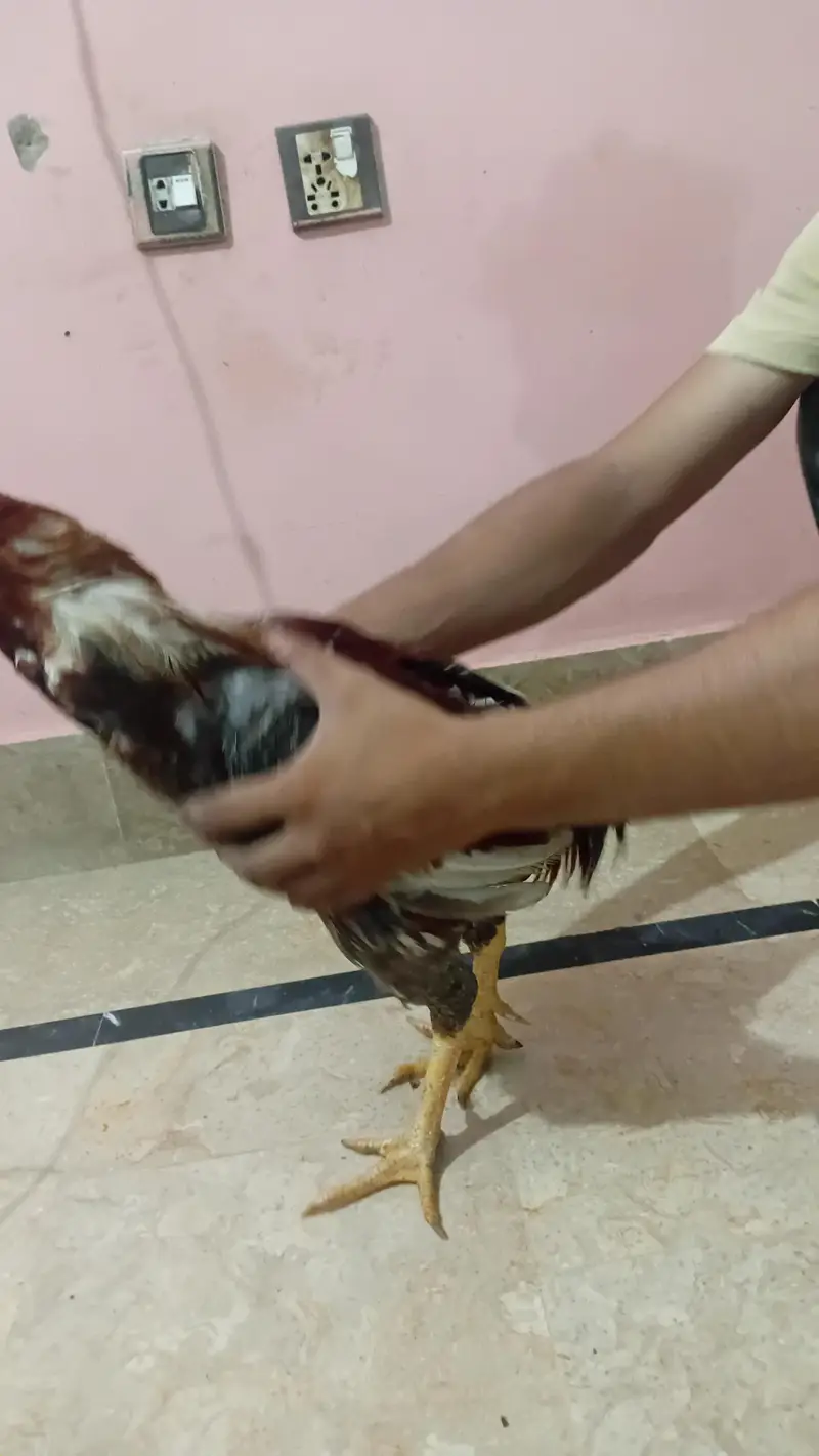 Strong & Healthy Rooster for Sale – Rs. 4,500 — photo 2
