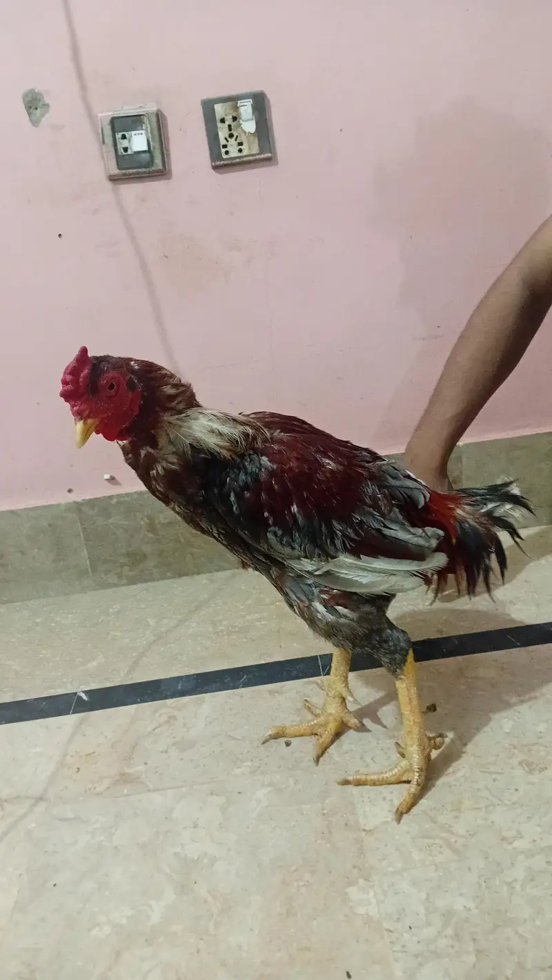 Strong & Healthy Rooster for Sale – Rs. 4,500 — photo 3