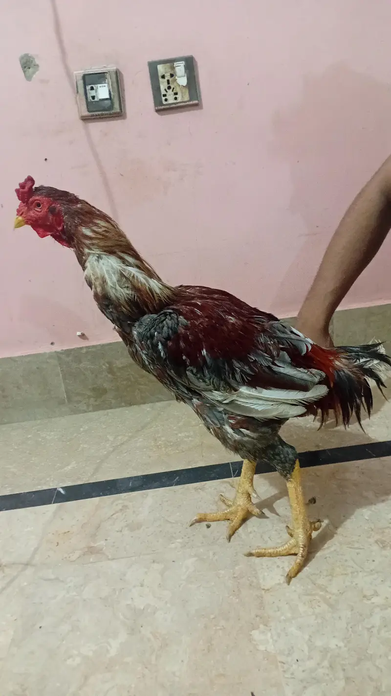 Strong & Healthy Rooster for Sale – Rs. 4,500 — photo 4
