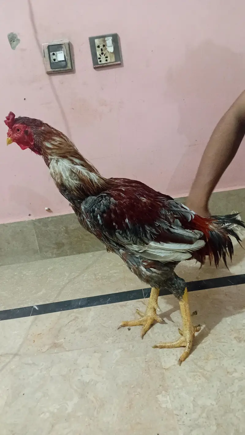 Strong & Healthy Rooster for Sale – Rs. 4,500 — photo 5