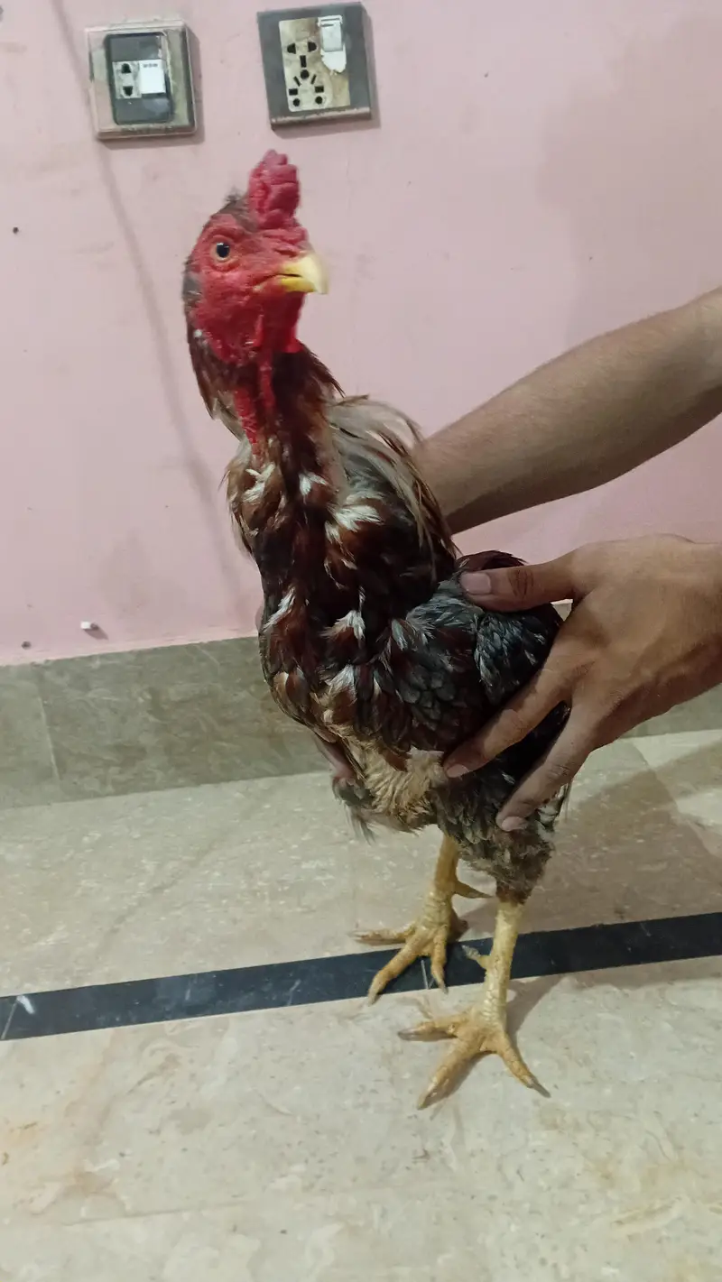 Strong & Healthy Rooster for Sale – Rs. 4,500 — photo 6