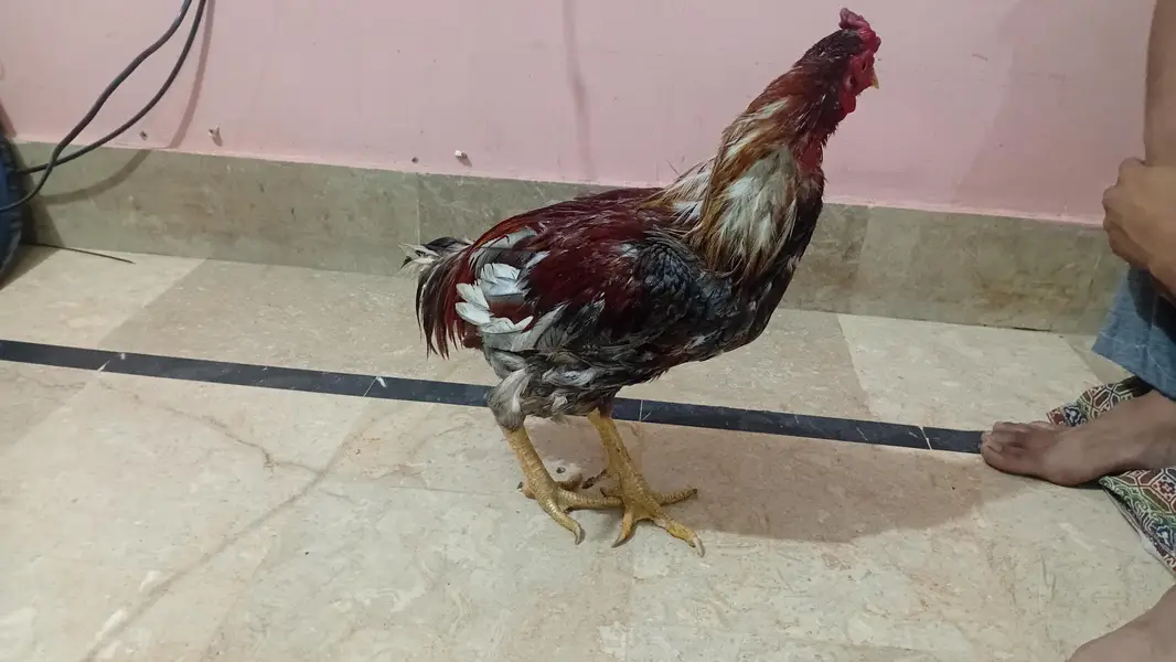 Strong & Healthy Rooster for Sale – Rs. 4,500 — photo 7