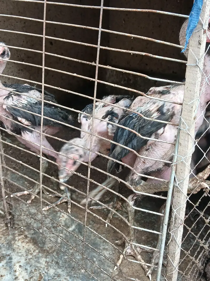 aseel Thai and bharmi patthe aur Patiya for sale — photo 6