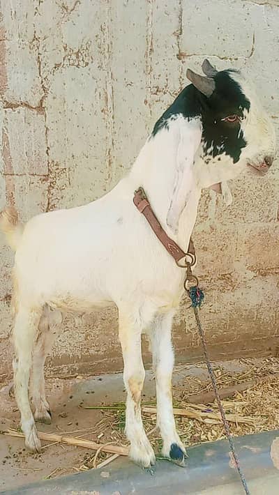 Abluk Bakra age 8 month