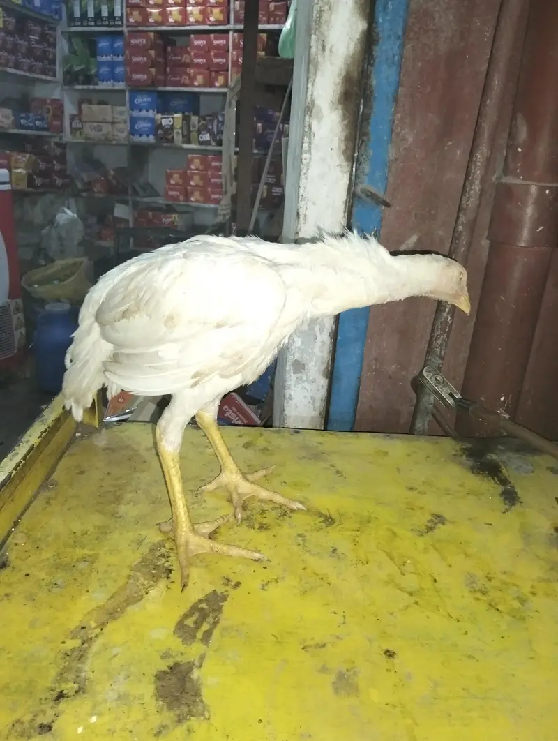 white ankh main hai last piece reh gaya hai — photo 4