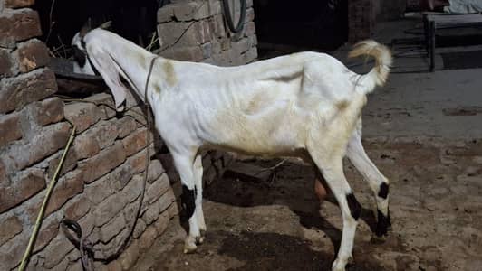 goat/bakri/bakri/path