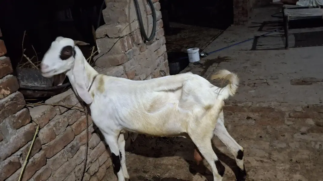 goat/bakri/bakri/path — photo 2