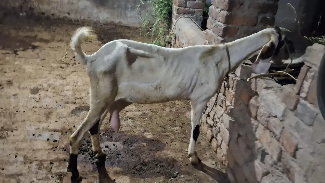goat/bakri/bakri/path — photo 3
