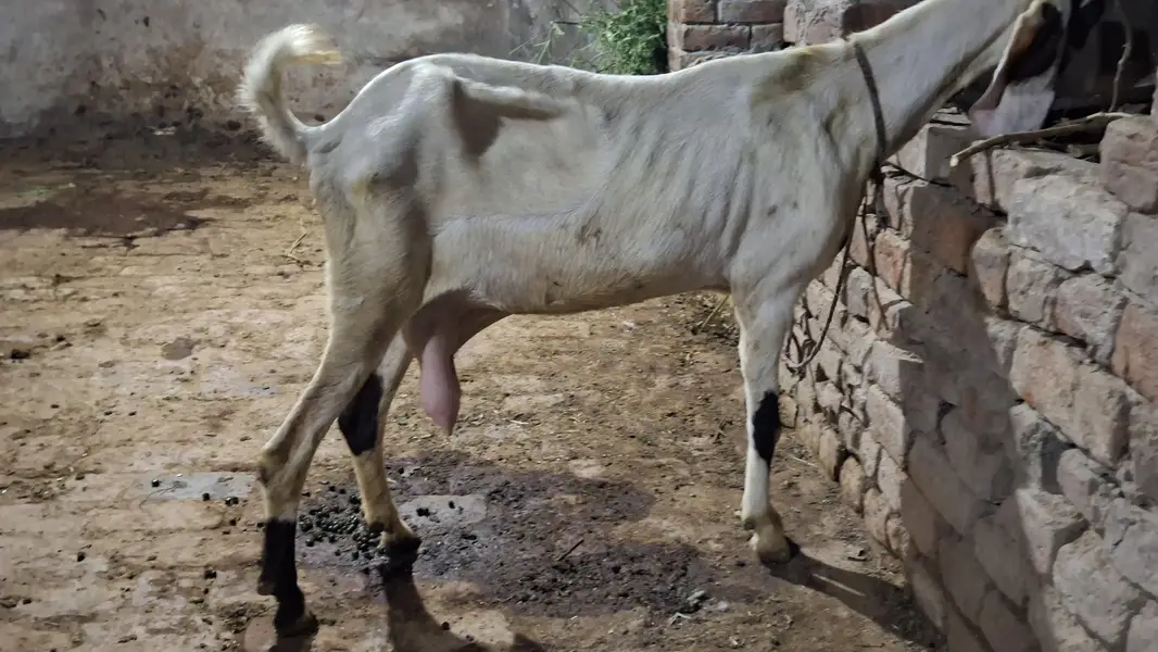 goat/bakri/bakri/path — photo 4