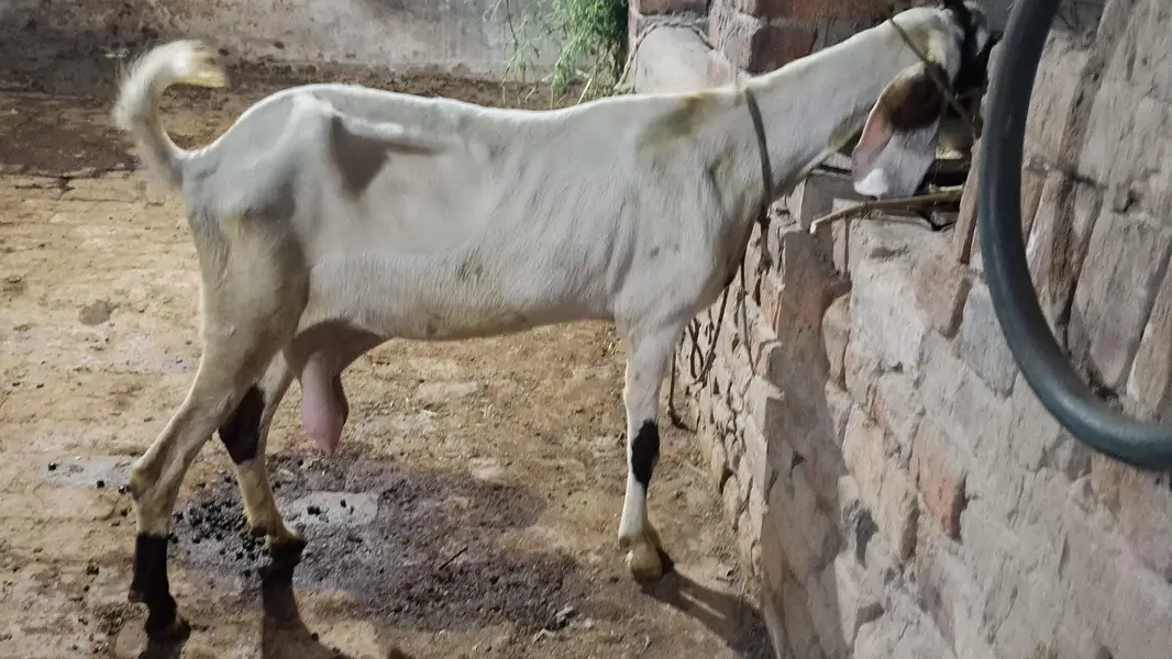 goat/bakri/bakri/path — photo 5
