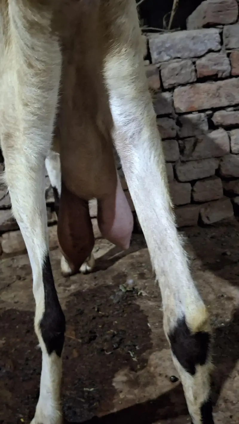 goat/bakri/bakri/path — photo 6