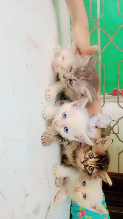 Persian kittens and cat female