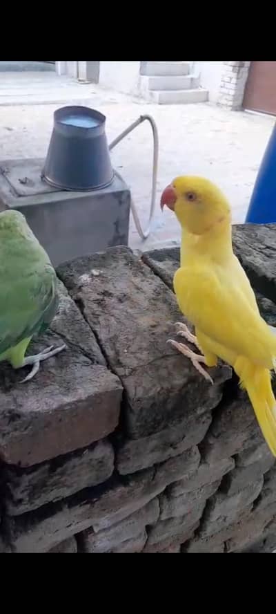 Yellow ringneck full tame full friendly never bite full active