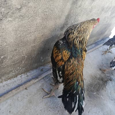 Breeder Aseel For Sale