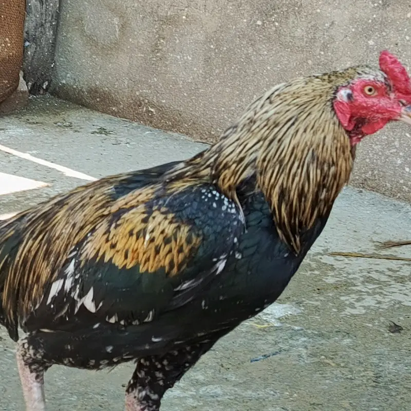 Breeder Aseel For Sale — photo 2