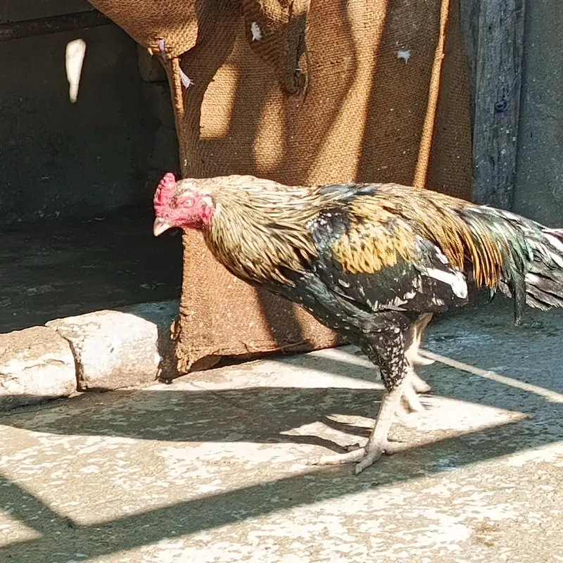 Breeder Aseel For Sale — photo 3