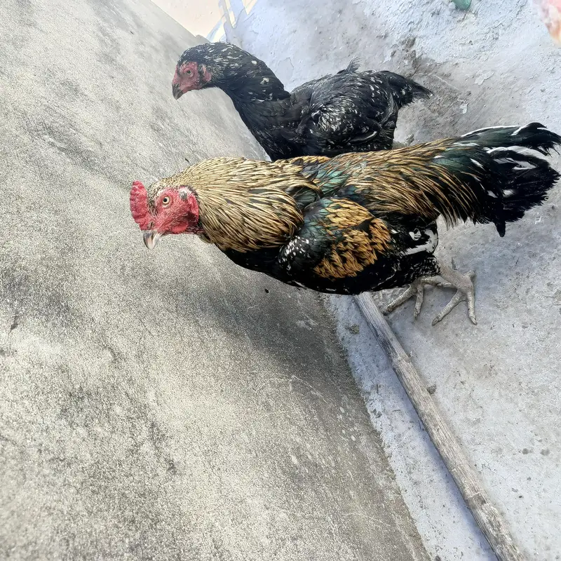 Breeder Aseel For Sale — photo 4