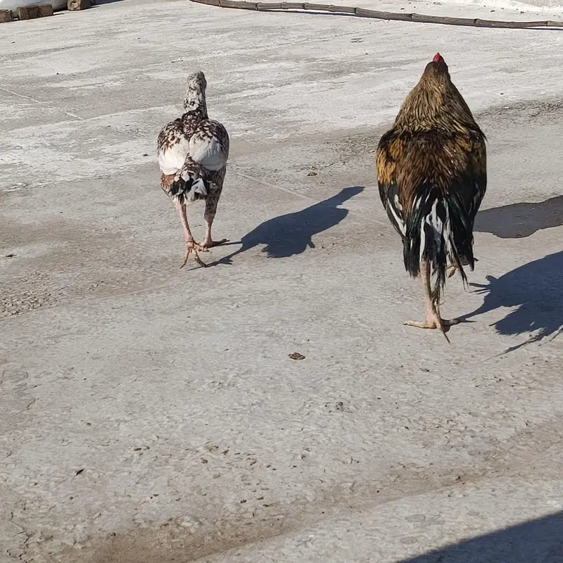Breeder Aseel For Sale — photo 5