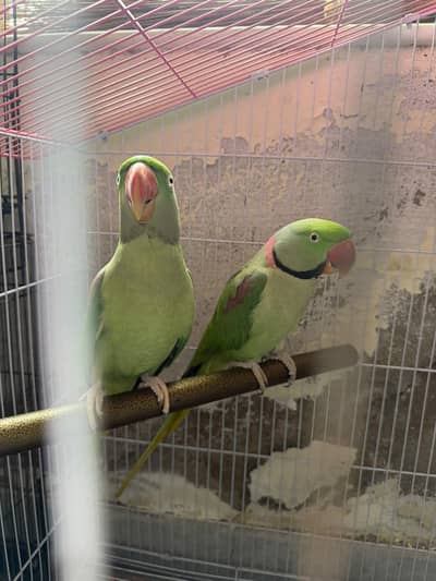 hand Tamed joora