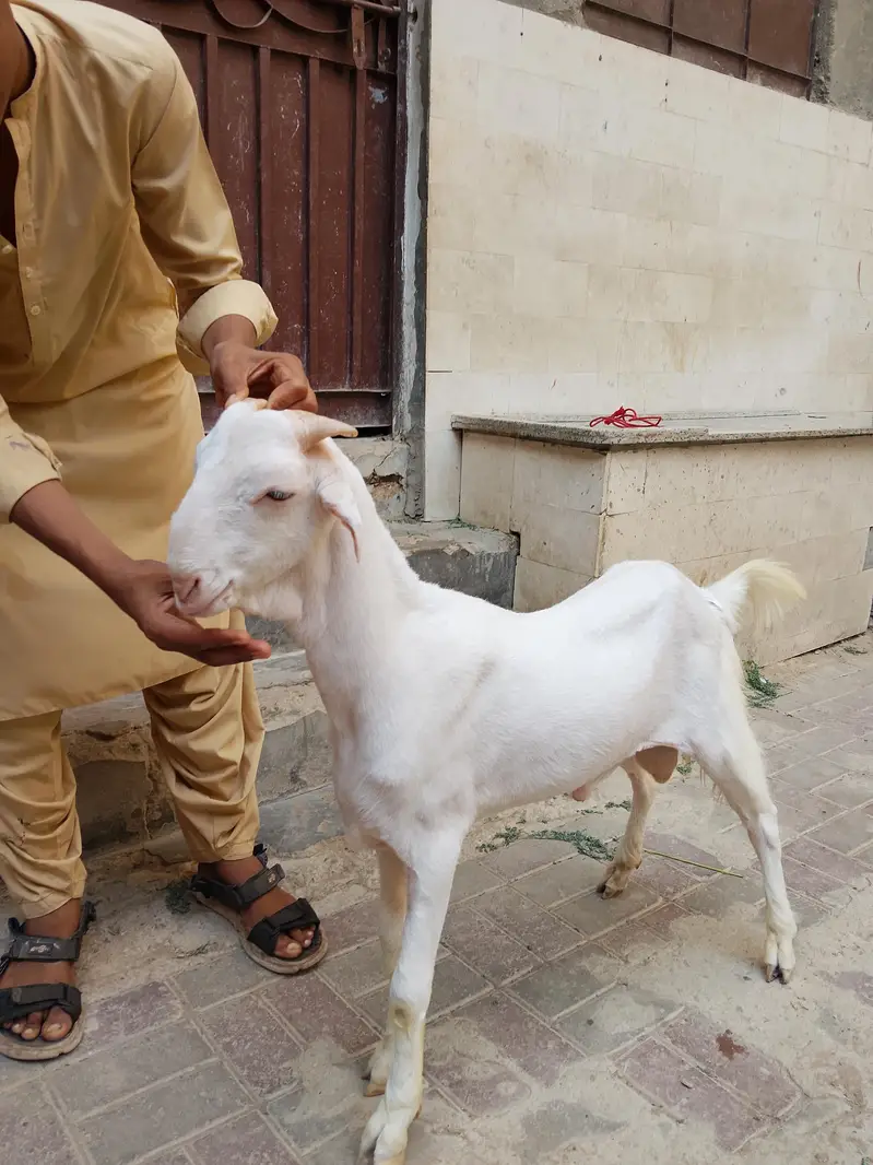 vip samroti bakra tota face — photo 2
