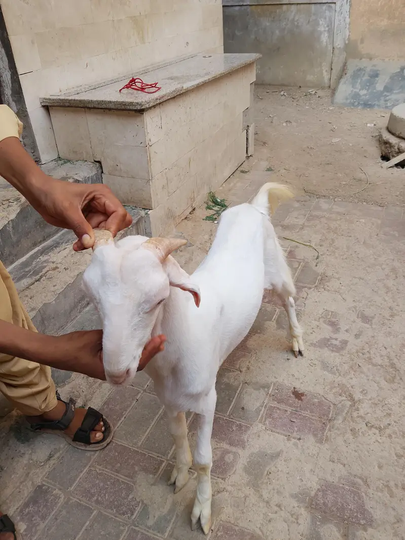 vip samroti bakra tota face — photo 3
