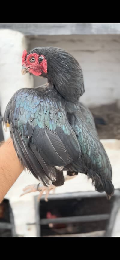 High quality birds available cargo available all pks