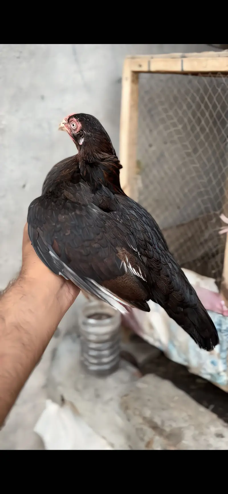 High quality birds available cargo available all pks — photo 2
