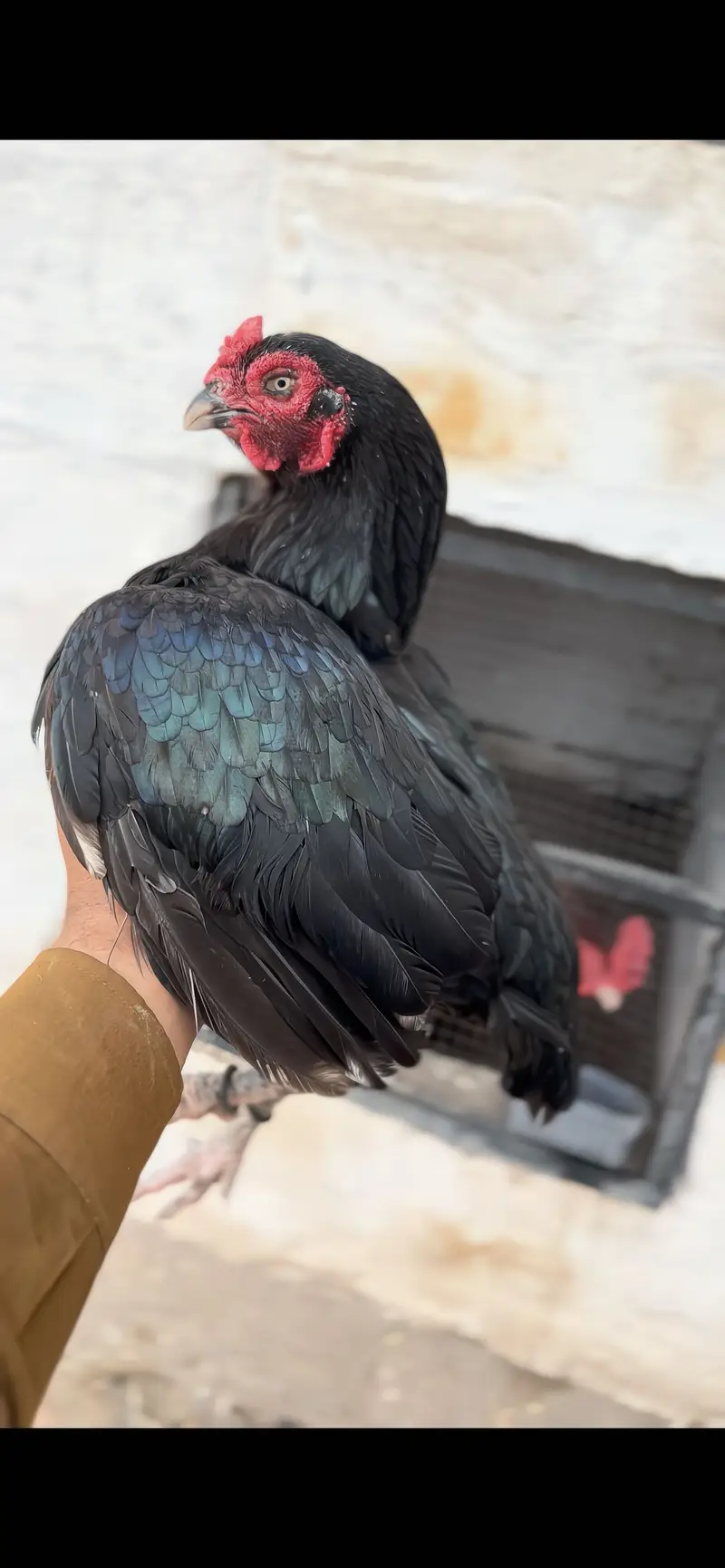 High quality birds available cargo available all pks — photo 3