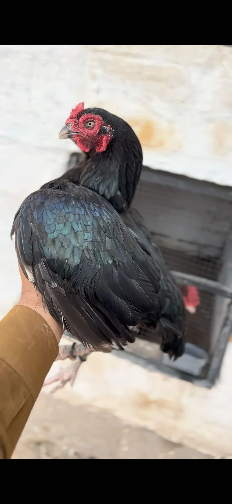 High quality birds available cargo available all pks — photo 4