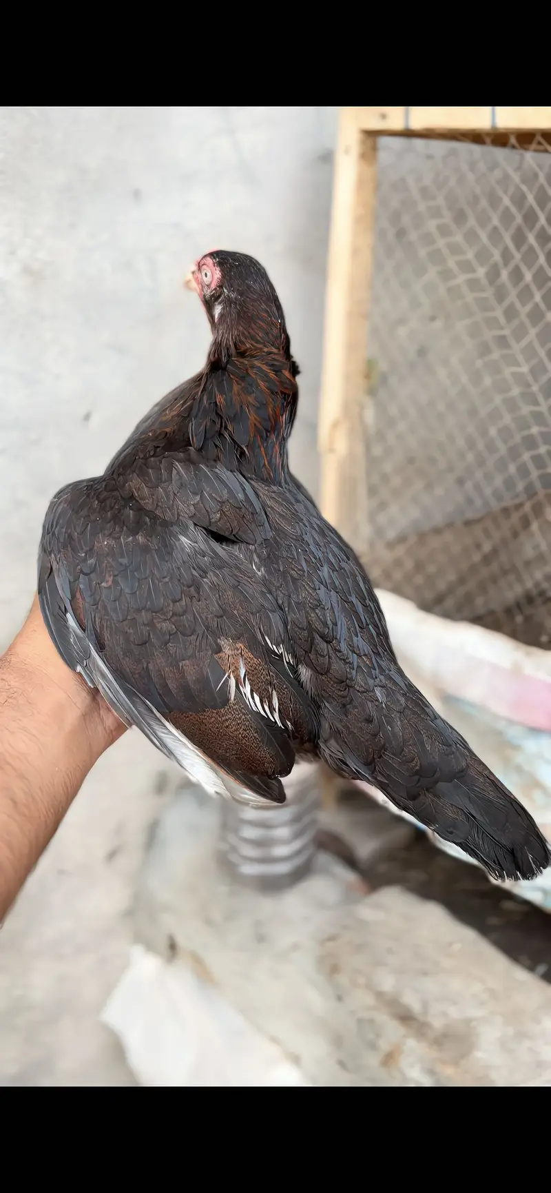 High quality birds available cargo available all pks — photo 5