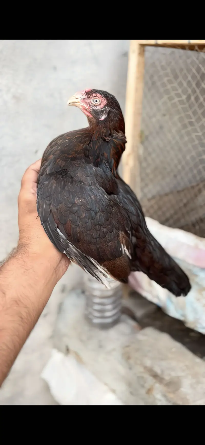 High quality birds available cargo available all pks — photo 6