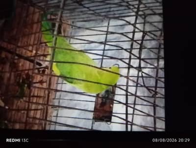 green parrot