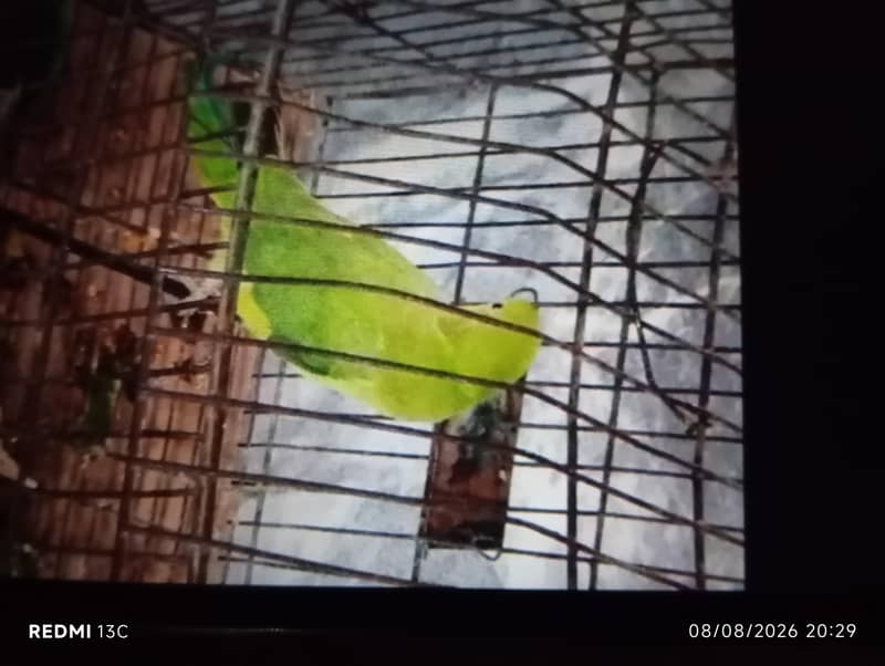 green parrot 0