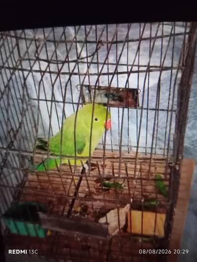green parrot