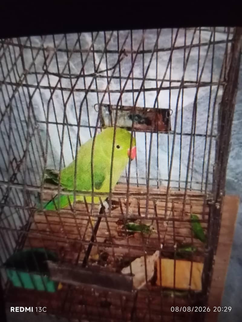 green parrot 1