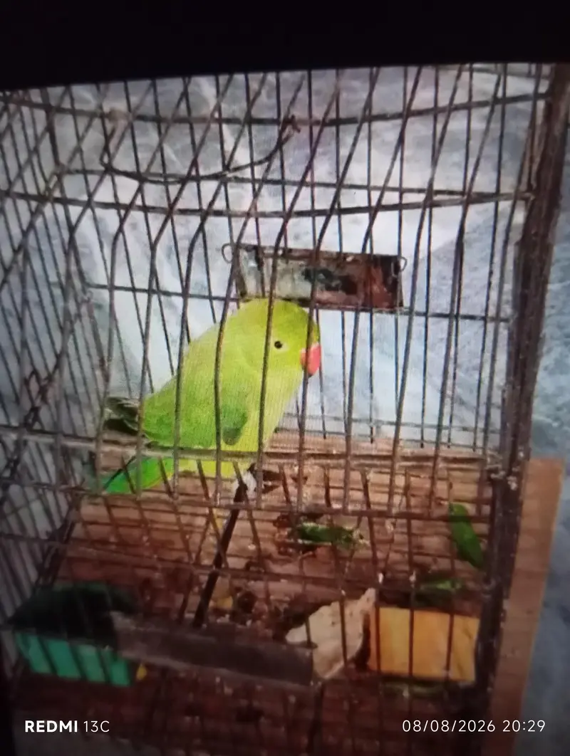 green parrot — photo 2