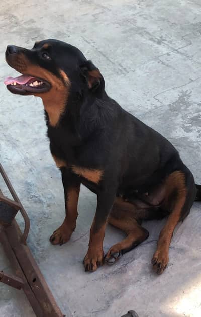 rottweiler female for sale 03030909999