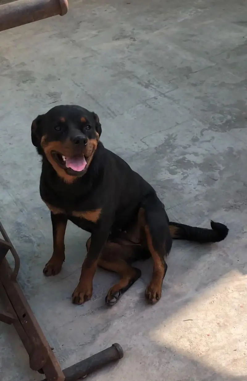rottweiler female for sale 03030909999 — photo 2