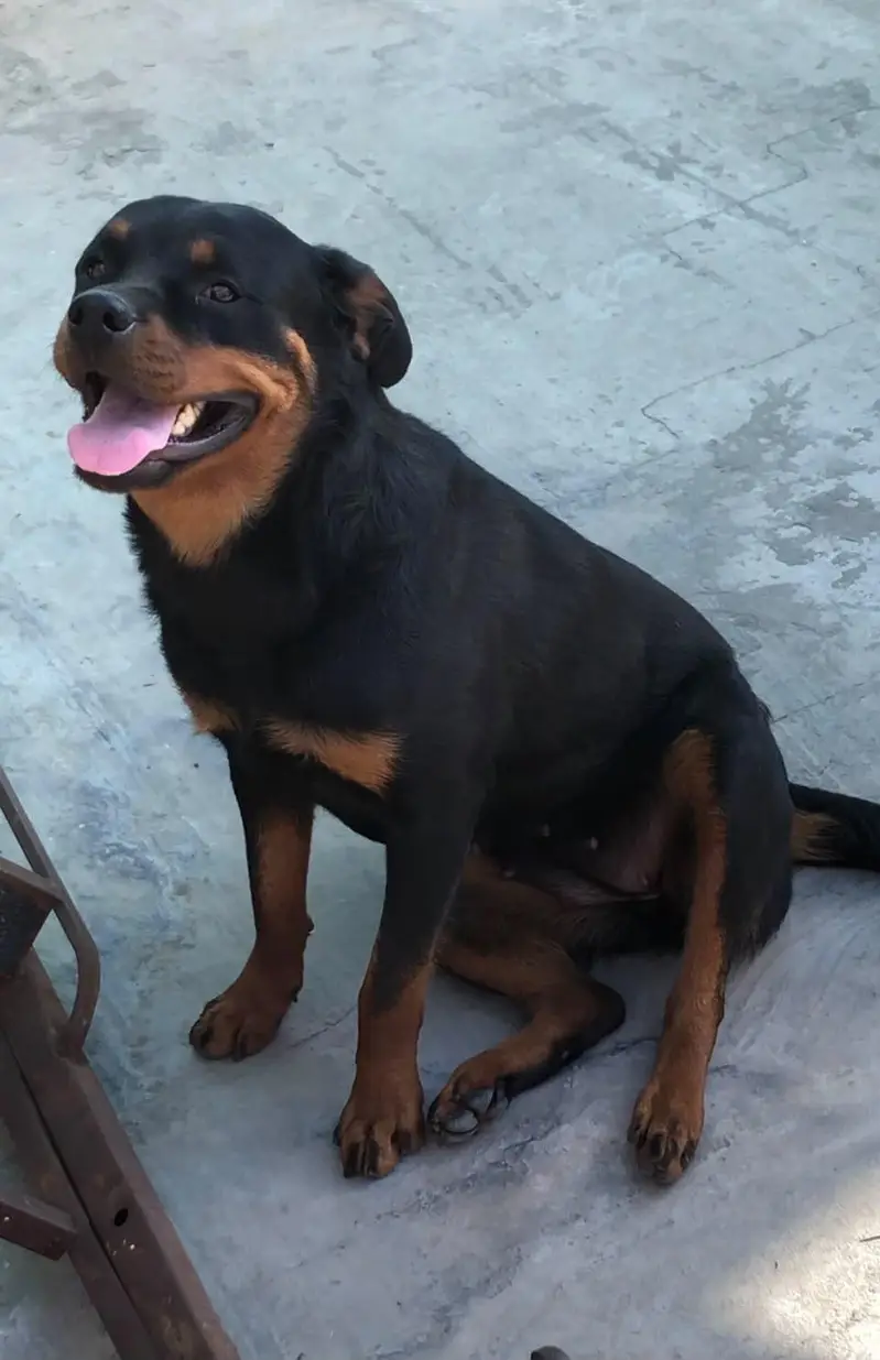 rottweiler female for sale 03030909999 — photo 3
