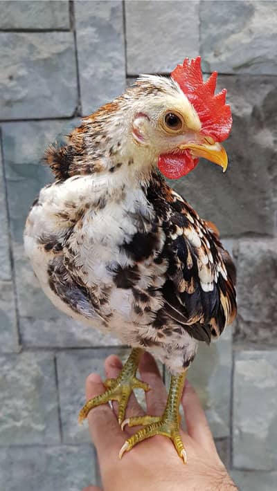 Healthy and active Benton pair